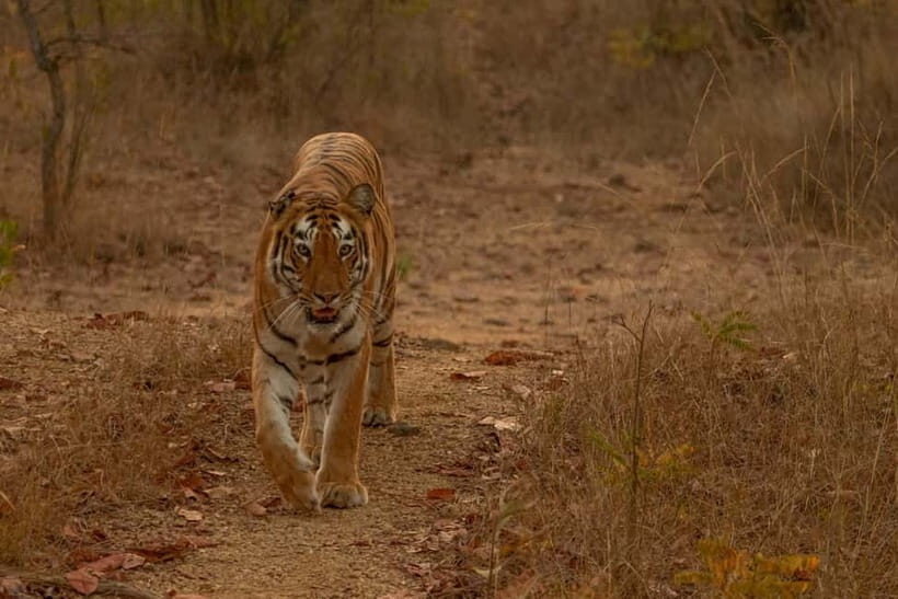 Ranthambhore: Ranthambhore Tiger Reserve Booking - English Guide and Game-Reading: What You’re Paying For