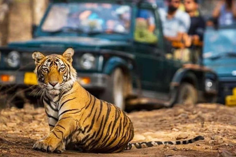 Ranthambhore: Ranthambhore Tiger Reserve Booking - What to Bring (and What to Wear) for a Better Safari Day