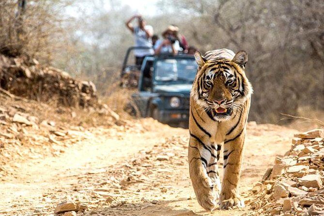 Ranthambhore Tiger Tour of Delhi, Agra, and Jaipur 5 Star Hotel - What You’re Really Buying: Tiger Safari + Golden Triangle, Without the Headaches