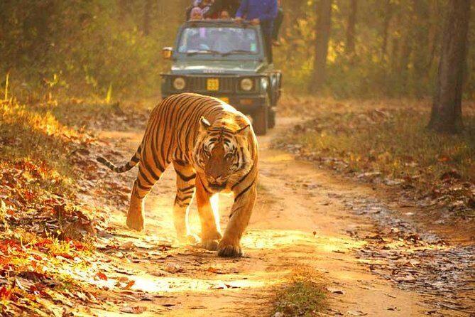 Ranthambhore Tiger Tour of Delhi, Agra, and Jaipur 5 Star Hotel - Price and Logistics: When $616.91 Feels Like a Deal