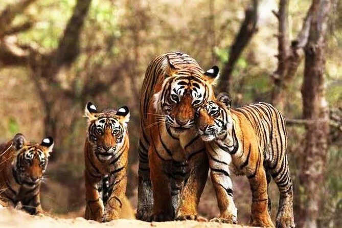 Ranthambhore Tiger Tour of Delhi, Agra, and Jaipur 5 Star Hotel - Entering Delhi: Humayun’s Tomb, Qutub Minar, and the Calm Spots