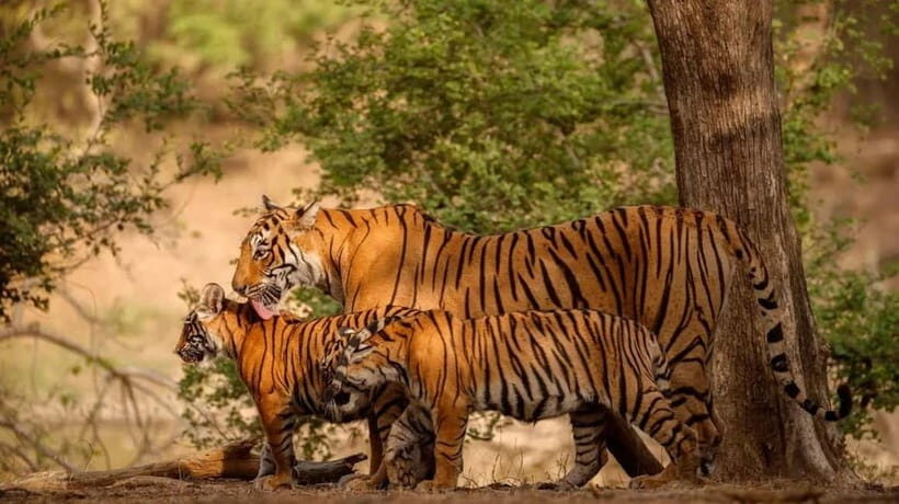 Ranthambore: Guided Safari Tour by Canter or Jeep - Key points worth knowing before you go