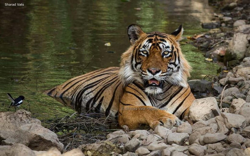 Ranthambore: Guided Safari Tour by Canter or Jeep - Inside Ranthambore National Park: guided viewing for tigers and more