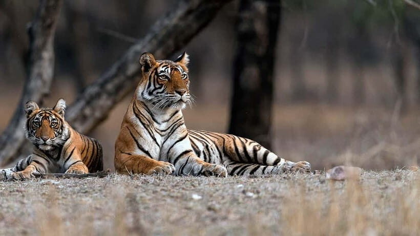 Ranthambore: Guided Safari Tour by Canter or Jeep - What to pack and wear in Ranthambore heat