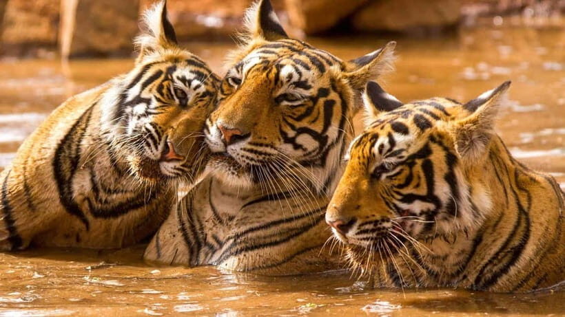 Ranthambore: Guided Safari Tour by Canter or Jeep - Starting at Ranthambore Circle and the visitor-center briefing