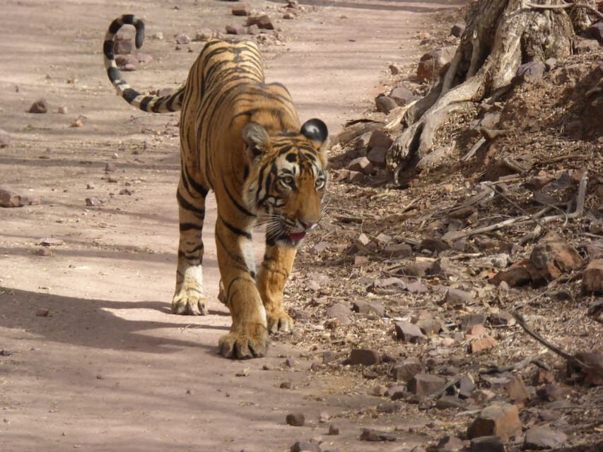 Ranthambore National Park - Key things I’d focus on before you go
