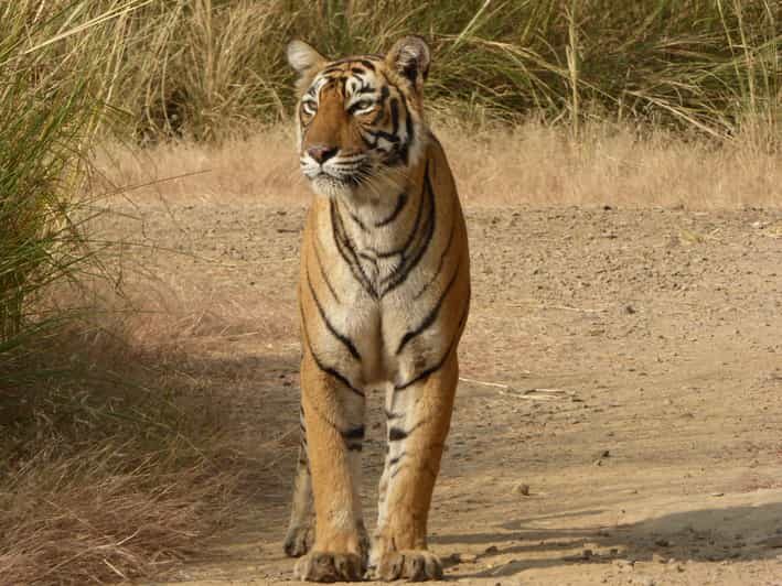 Ranthambore National Park - Should You Book the Ranthambore Tiger Safari?