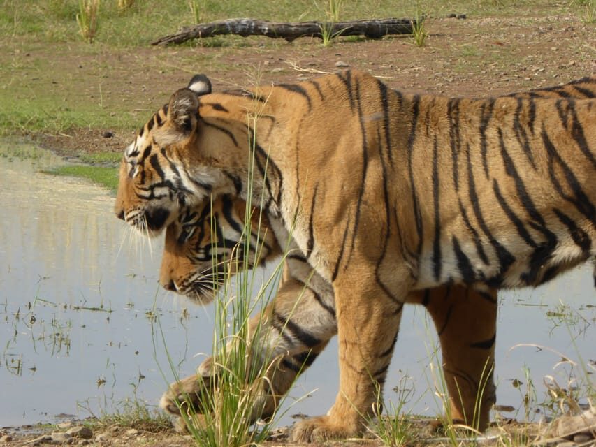 Ranthambore National Park - Ranthambore Jeep Safari: 3 Hours That Actually Moves