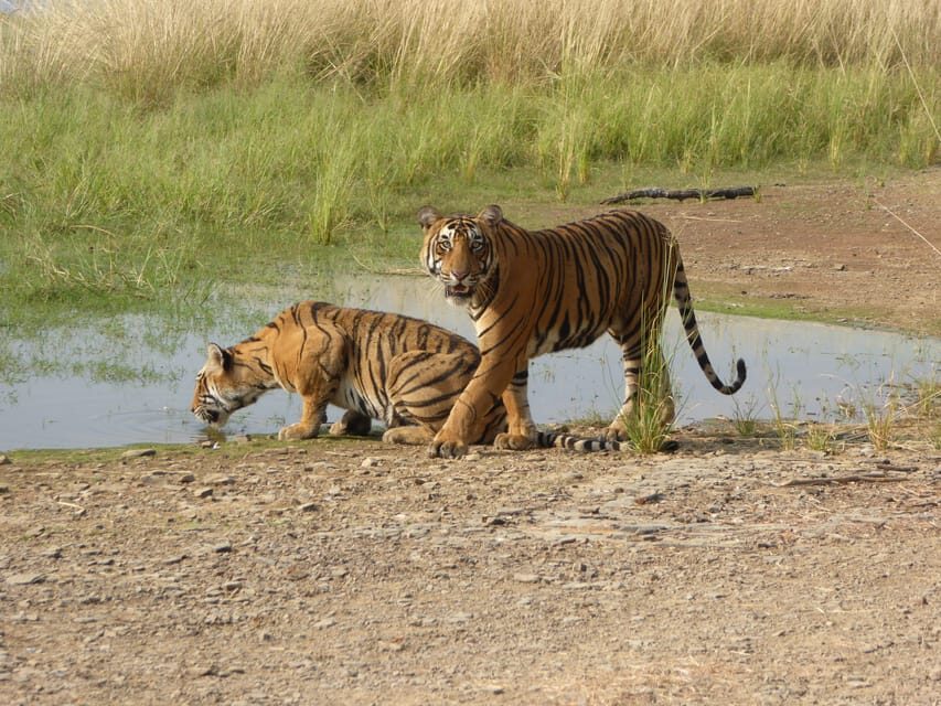 Ranthambore National Park - Inside the Jungle Drive: How the Safari Experience Works