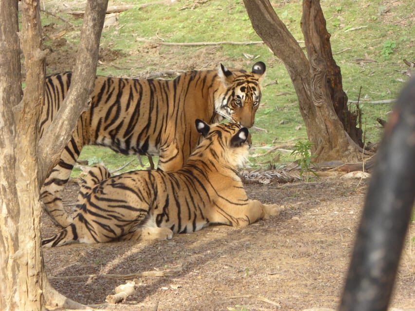 Ranthambore National Park - Wildlife Beyond Big Cats: Why the Drive Still Feels Worth It