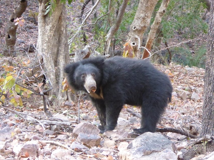 Ranthambore National Park - Your Guide and Vehicle: The Difference Between Seeing and Missing