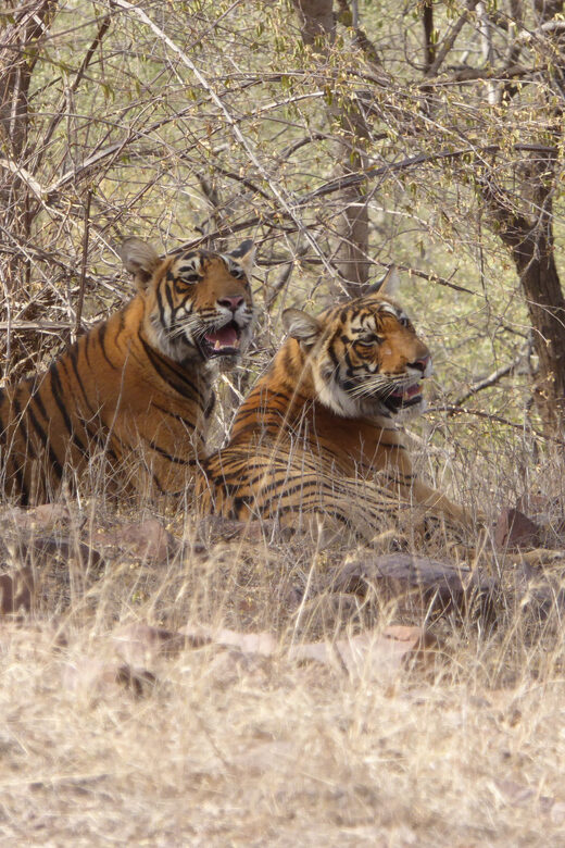 Ranthambore National Park - Photo Tips From a Moving Safari Seat (Without Stress)