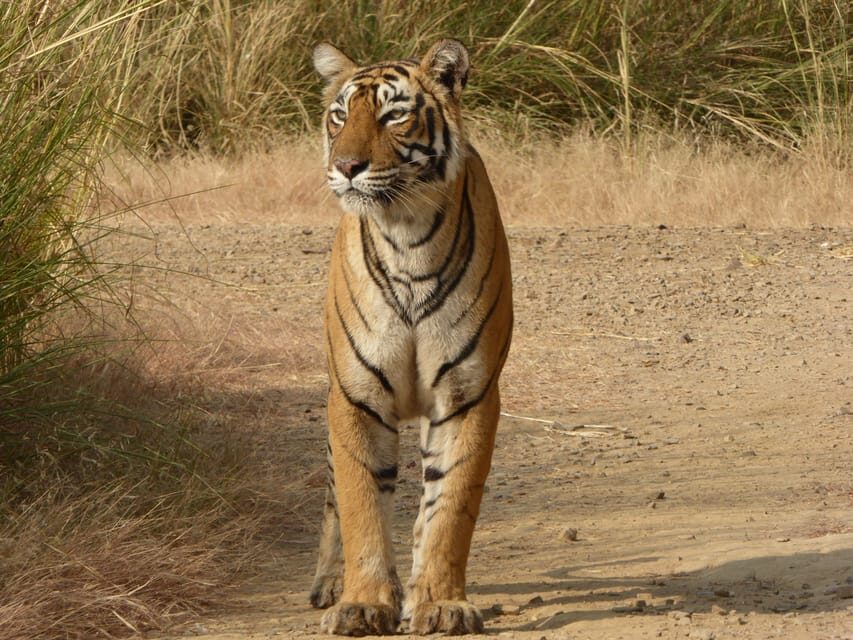 Ranthambore National Park - Price and Value: Is $27 a Good Deal Here?