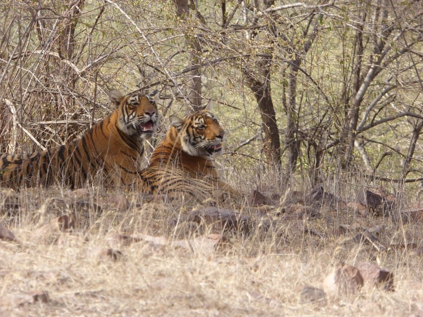 Ranthambore National Park - Who Should Book This Safari (And Who Might Want to Skip)