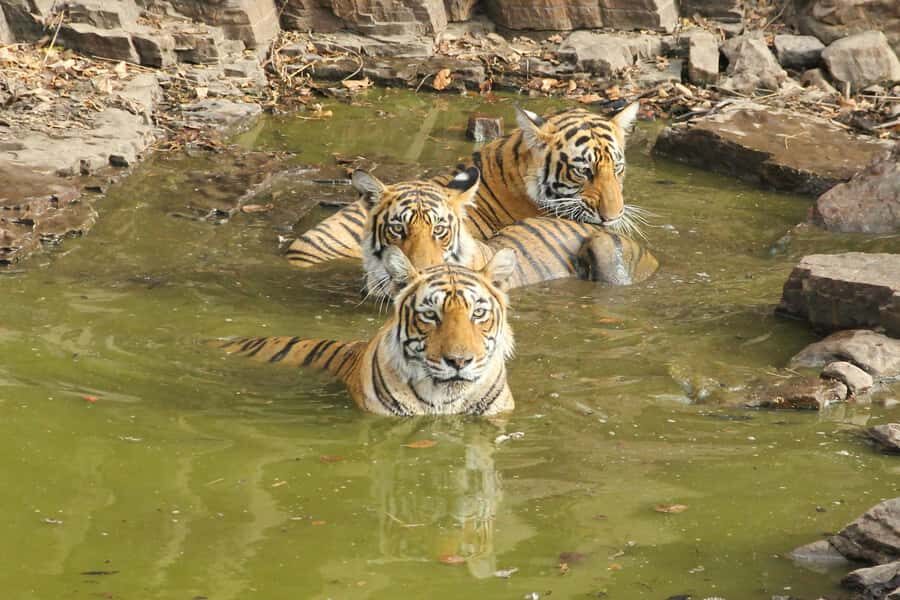 Ranthambore: National Park Guided Jeep or canter Safari - Key highlights at a glance