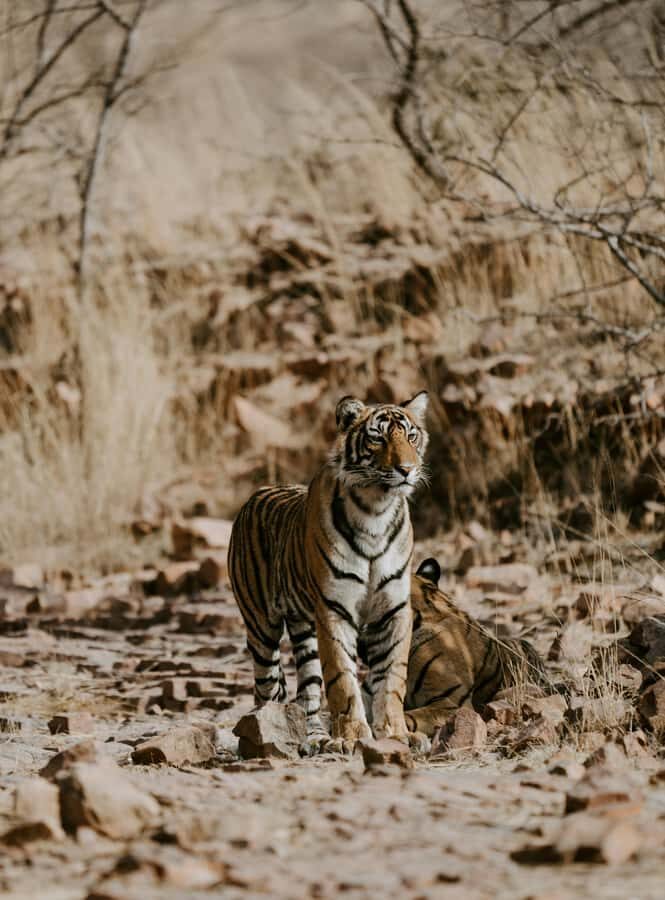Ranthambore: National Park Guided Jeep or canter Safari - Ranthambore canter safari: what you’re really buying