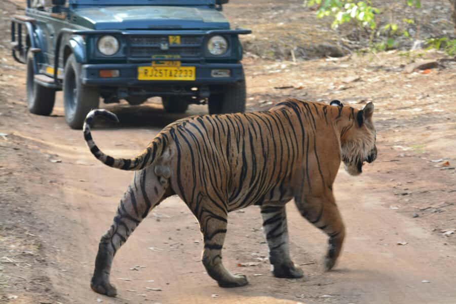 Ranthambore: National Park Guided Jeep or canter Safari - The wildlife focus: how to get more out of each sighting