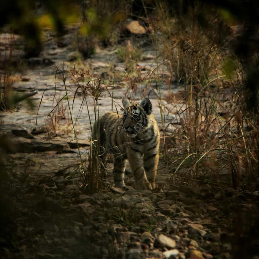 Ranthambore: National Park Guided Jeep or canter Safari - Guides and spotting tips: what to look for during the briefing