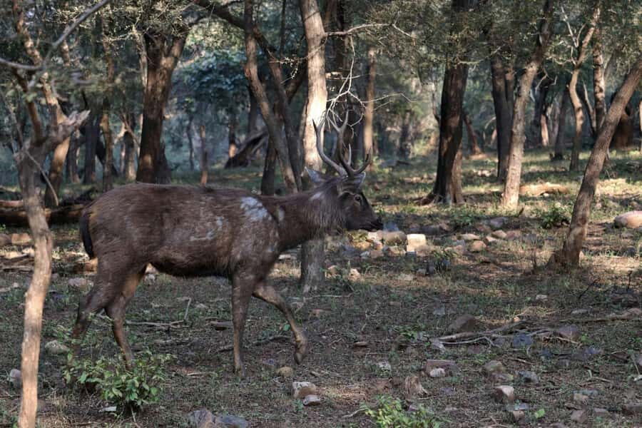 Ranthambore: National Park Guided Jeep or canter Safari - What to pack (and what rules you must follow)
