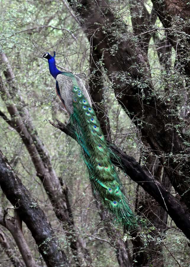 Ranthambore: National Park Guided Jeep or canter Safari - What the day looks like once you arrive in Ranthambore