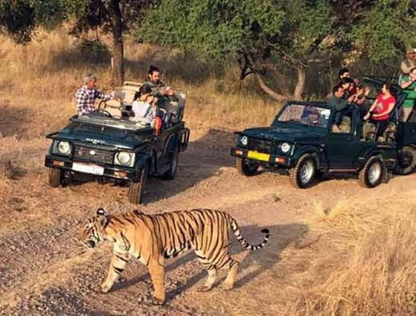 Ranthambore National Park: Jeep Safari from Sawai Madhopur - Key things to know before you go