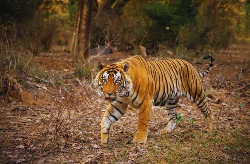 Ranthambore National Park: Jeep Safari from Sawai Madhopur - Photo Opportunities: How to Get Better Shots Without Stress