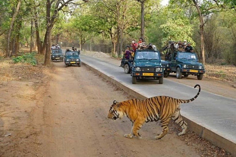 Ranthambore National Park: Jeep Safari from Sawai Madhopur - Ranthambore in One Glance: What This Jeep Safari Really Gives You