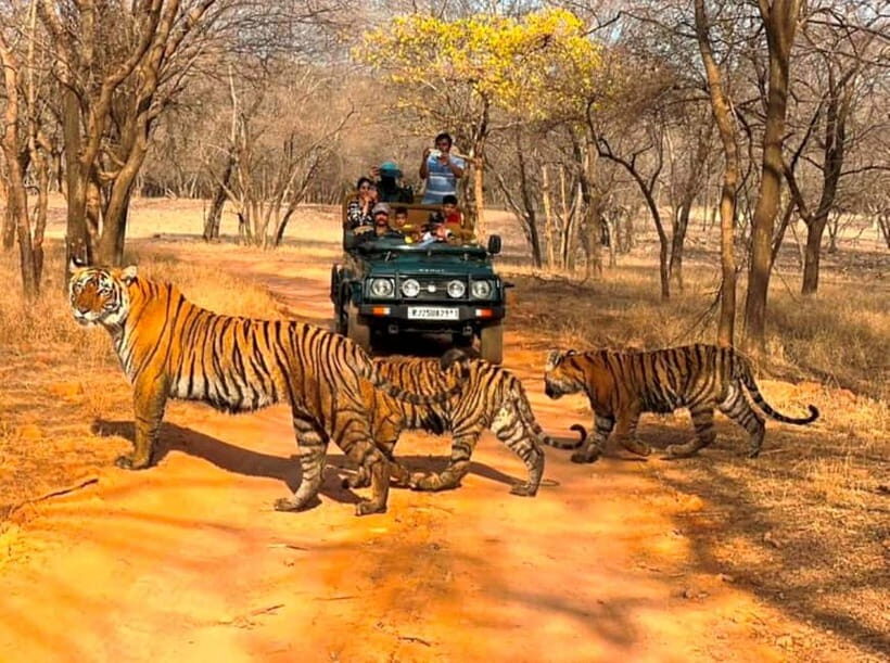 Ranthambore National Park: Jeep Safari from Sawai Madhopur - The Park Setup: Zones, Rules, and Why Your Tiger Odds Vary
