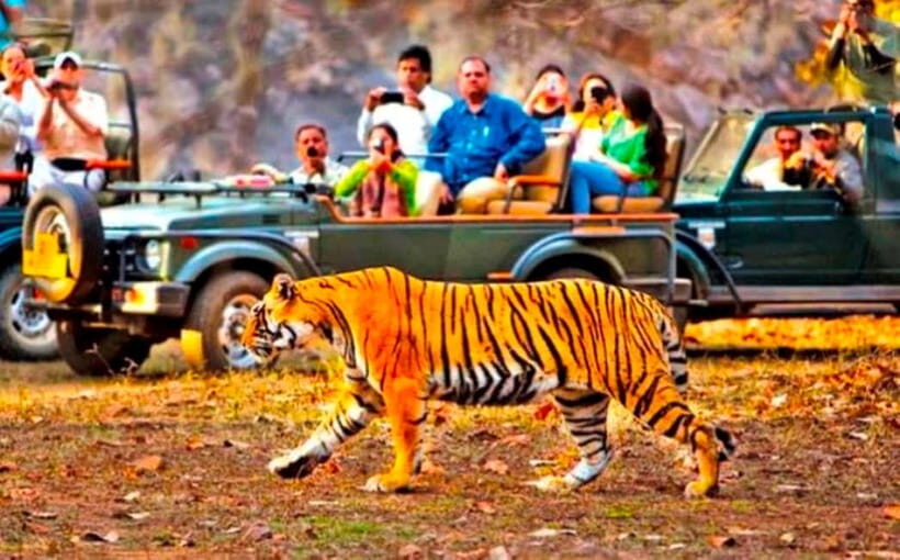 Ranthambore National Park: Jeep Safari from Sawai Madhopur - Inside the Reserve: What You’ll Be Looking For