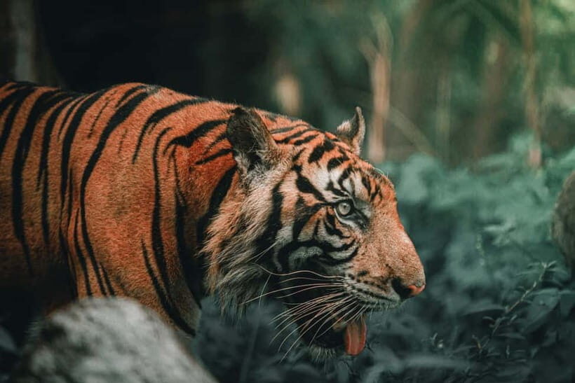 Ranthambore National Park: Jeep Safari from Sawai Madhopur - Ranthambore Fort and the World You’re Driving Through