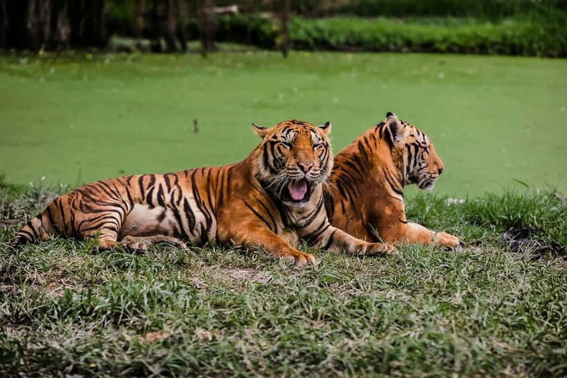 Ranthambore National Park: Jeep Safari from Sawai Madhopur - Afternoon Second Chance: How Your Day Can Turn Around
