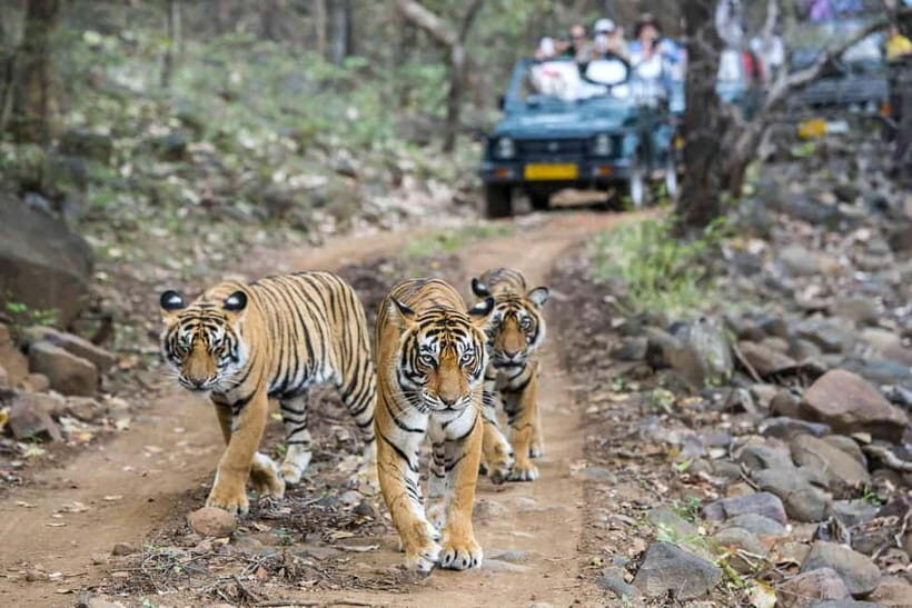 Ranthambore National Park: Jeep Safari from Sawai Madhopur - Meeting Point by Shri Ganpati Dhaba: How Your Day Starts