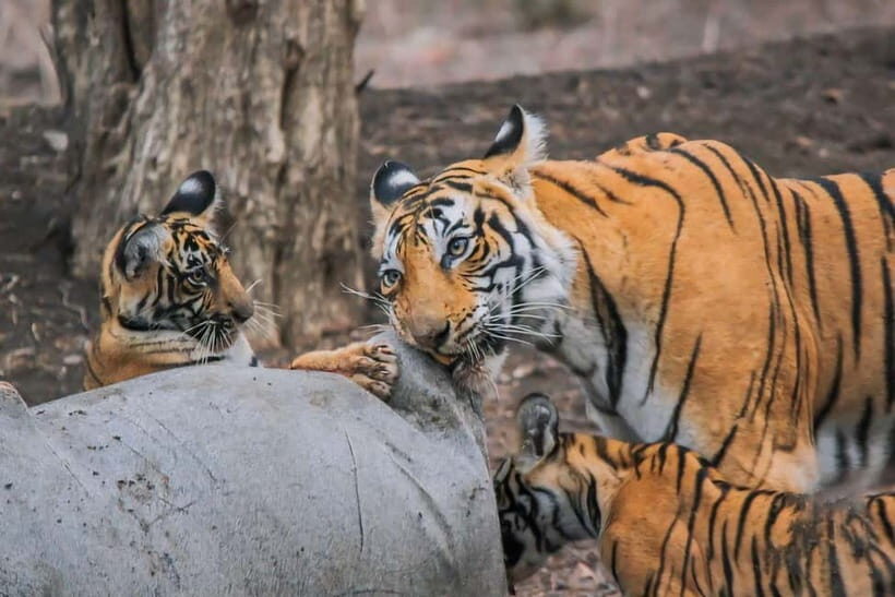 Ranthambore National Park: Safari Ticket with Pickup Option - A tiger reserve safari that feels real
