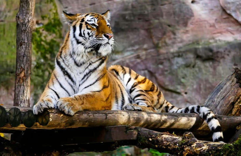 Ranthambore National Park: Safari Ticket with Pickup Option - Your 3.5 hours inside Ranthambore National Park