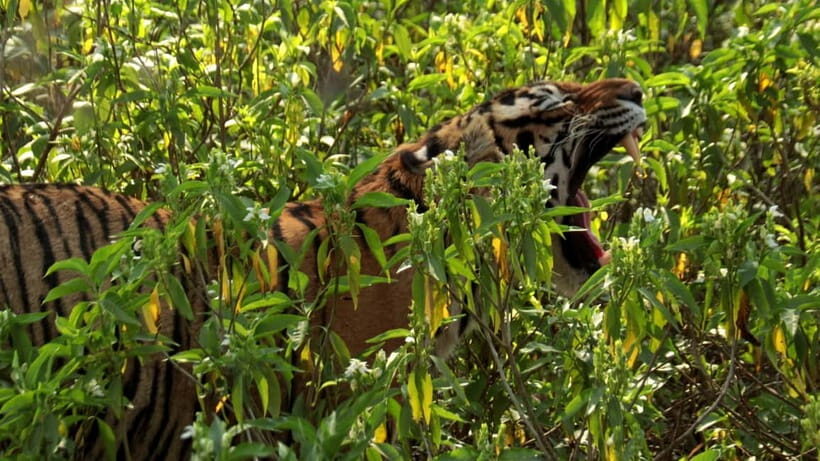 Ranthambore National Park: Safari Ticket with Pickup Option - Seasonal safari timing you should plan around