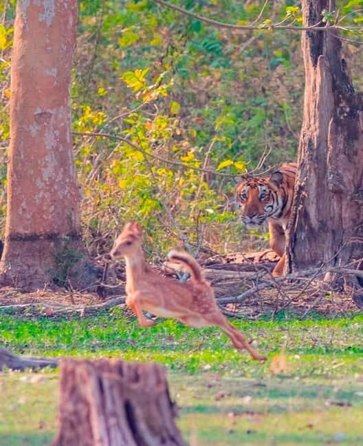 Ranthambore National Park: Safari Ticket with Pickup Option - Guide behavior and group dynamics: what can vary