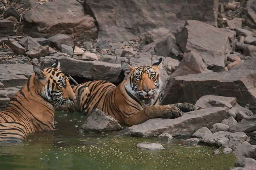 Ranthambore National Park: Safari Ticket with Pickup Option - How the canter safari ride actually shapes your wildlife chances