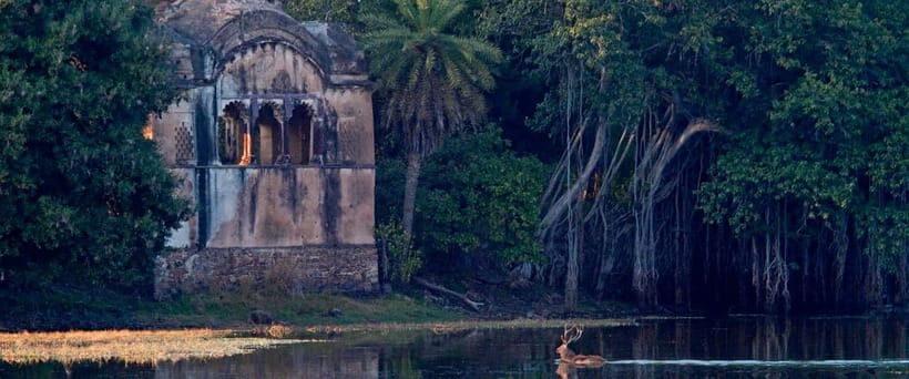 Ranthambore safari by Canter ( 20 seater bus) - Key things to know before you book