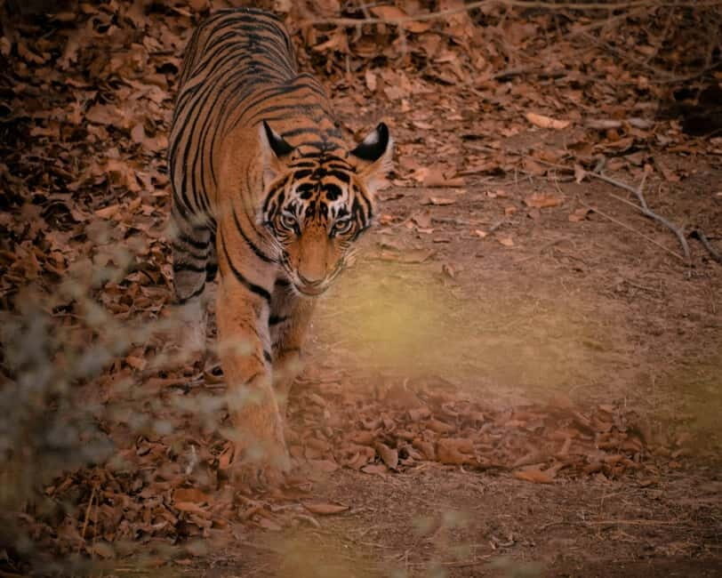 Ranthambore safari by Canter ( 20 seater bus) - Canter Safari Basics: A 20-Seat Open Bus in Ranthambore