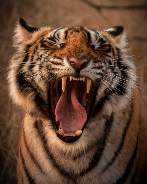 Ranthambore safari by Canter ( 20 seater bus) - A 3-Hour Safari Schedule: Morning vs Afternoon Timing
