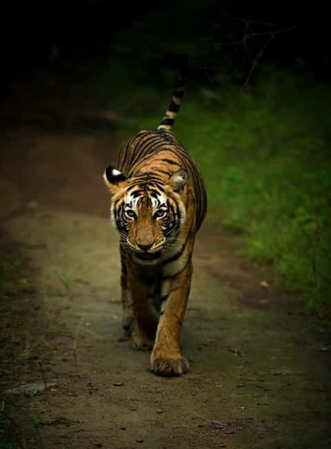 Ranthambore safari by Canter ( 20 seater bus) - The Best-Zone Promise and What It Means for Your Odds