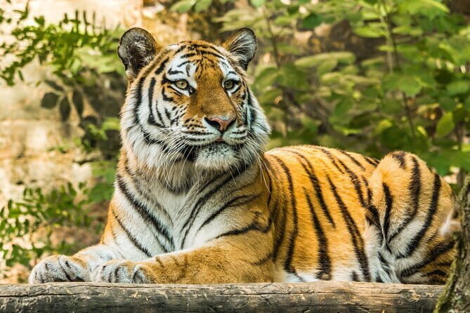 Ranthambore - Sharing Tiger Safari In Canter Or Gypsy Vehicle - What You Might See: The Wildlife Mix Beyond Tigers