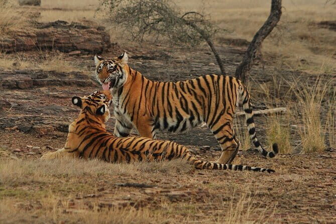 Ranthambore - Sharing Tiger Safari In Canter Or Gypsy Vehicle - Comfort Basics: Small Things That Make the Safari Easier
