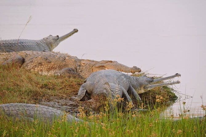Ranthambore - Sharing Tiger Safari In Canter Or Gypsy Vehicle - Price and Value: Is $68 Worth It?