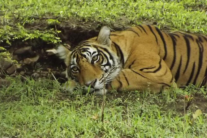 Ranthambore Tiger Safari Day trip from Jaipur - All Inclusive - Getting Back to Jaipur Late: Plan for the Long Return