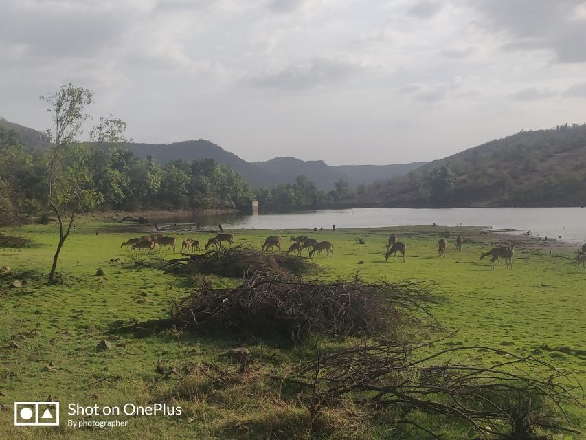 Ranthambore Tiger Safari Day Trip from Jaipur -All Inclusive - Price and Value: Is $65 a Fair Deal?
