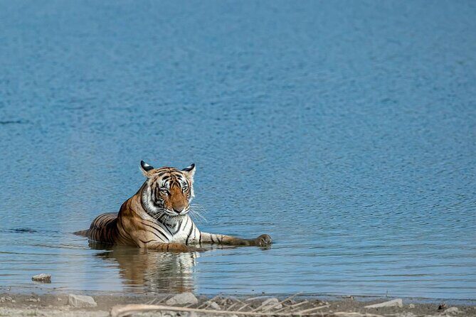Ranthambore Tiger Safari from Jaipur – 1 or 2 Days - Key highlights worth planning for