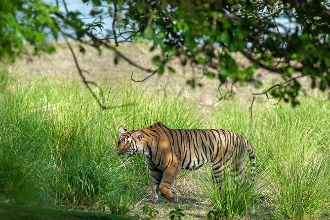 Ranthambore Tiger Safari from Jaipur – 1 or 2 Days - The Rajiv Gandhi Regional Museum: a short stop that adds meaning