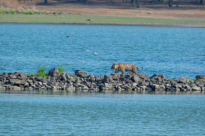 Ranthambore Tiger Safari from Jaipur – 1 or 2 Days - The drive from Jaipur: 180 km, 3–4 hours, and comfort matters