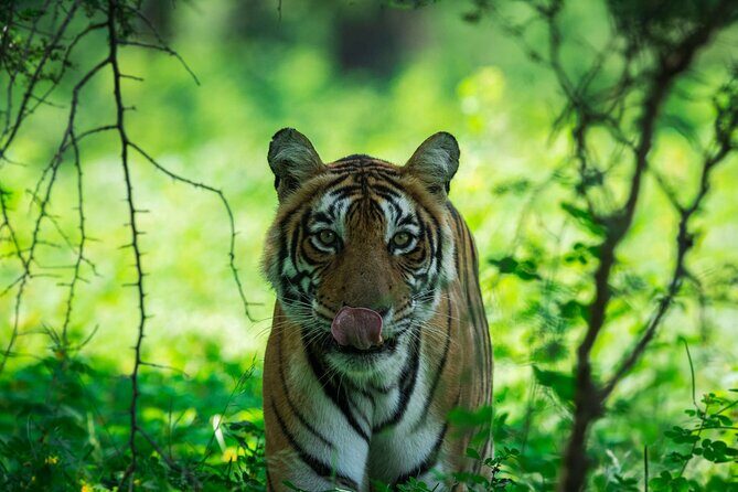 Ranthambore Tiger Safari In Gypsy 6 Seater All Inclusive visits - Morning vs Afternoon: Pick the Departure That Fits Your Brain